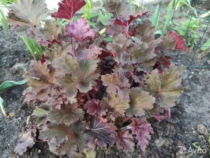 Гейхеры, арабис многолетний, седум Черри Траффл
