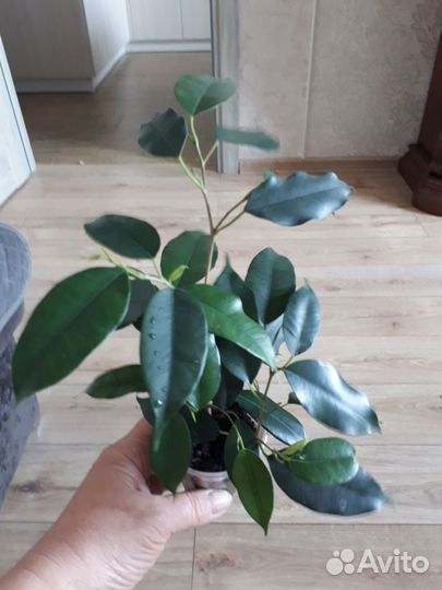 Комнатные растения