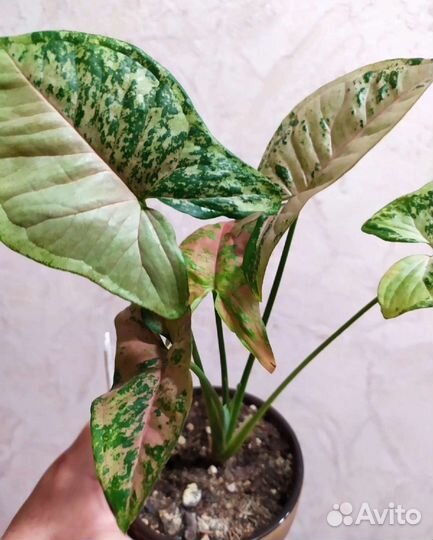 Комнатные растения