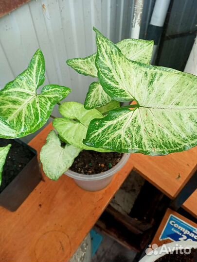 Сингониум взрослый укорененный