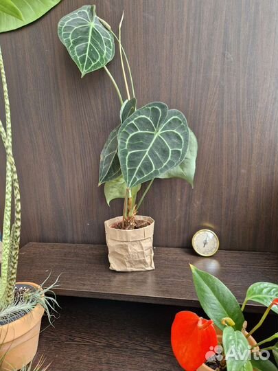 Антуриум Кларинервиум