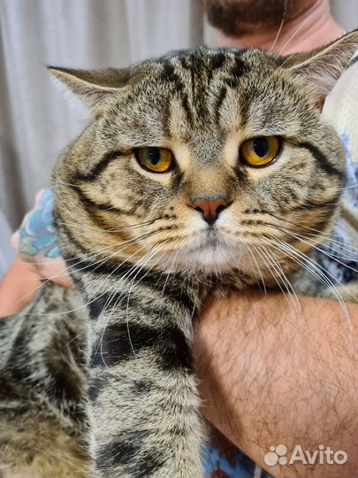 Вязка шотландских котов