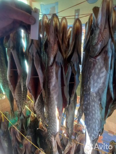 Рыба Щука вяленая