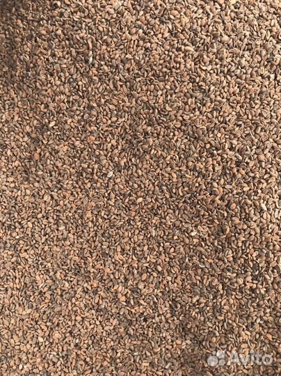 Фацелия, семена Медоносы Сидераты