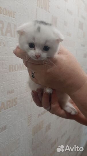 Вислоухий котёнок