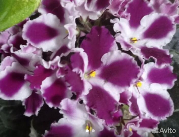 Бегония soli mutata, фиалка