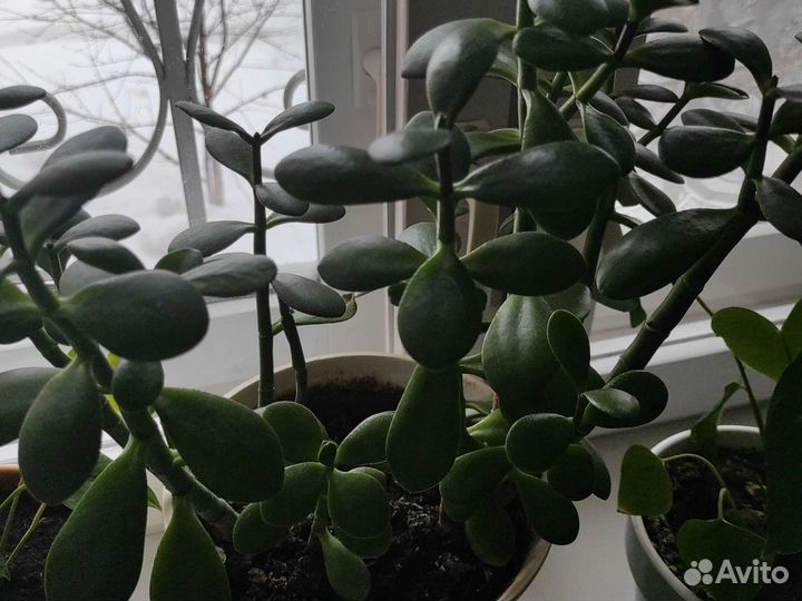 Крассула овата, толстянка