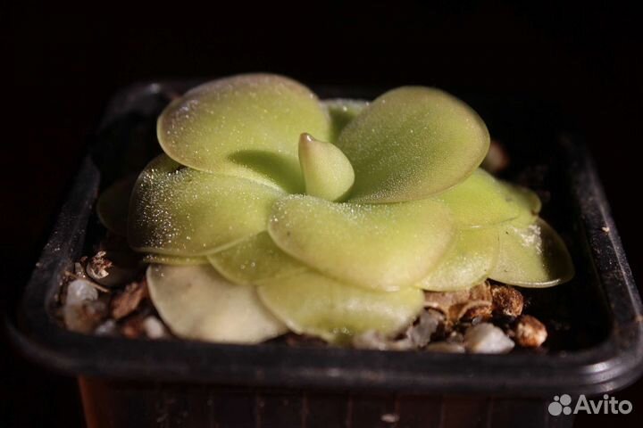 Жирянка Sethos и Agnata*Sethos (pinguicula)