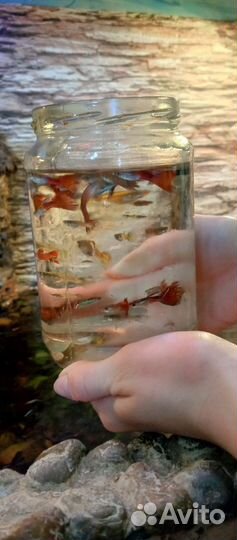 Рыбки гуппи