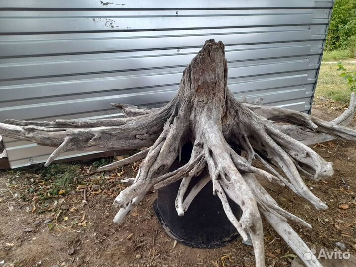 Слэбы из дерева, Вымытые корни деревьев