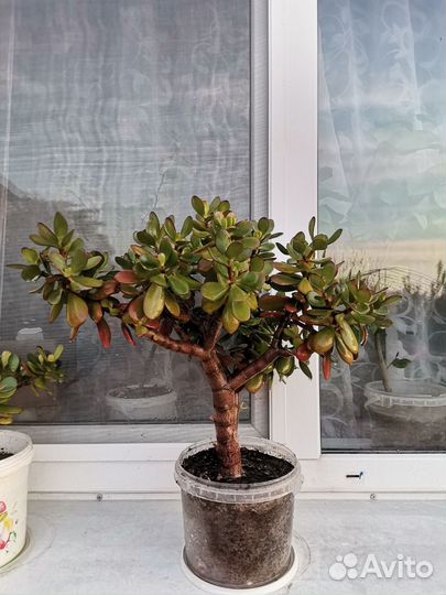 Денежное дерево