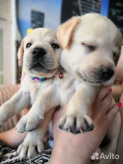 Лабрадор ретривер щенки