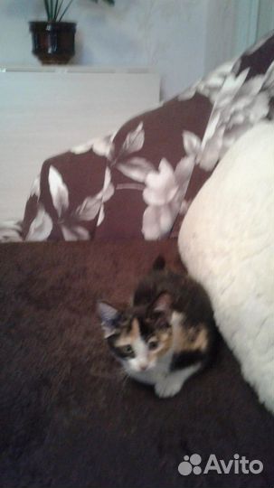Котенок девочка в добрые руки