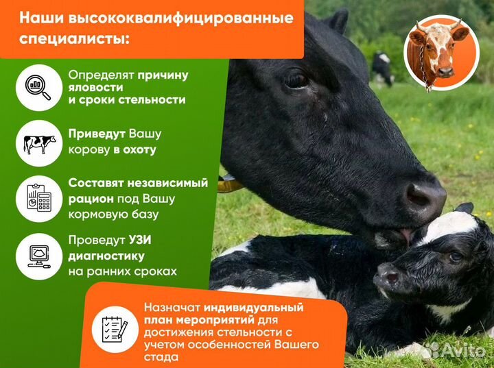 Узи на стельность крс