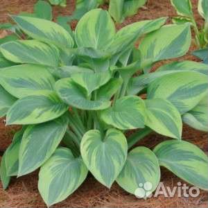 Хоста Alex Summers