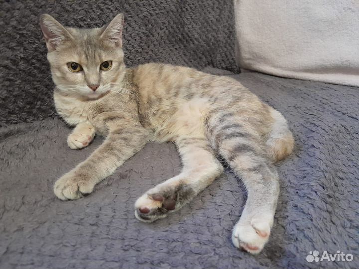 Кошечка в добрые руки