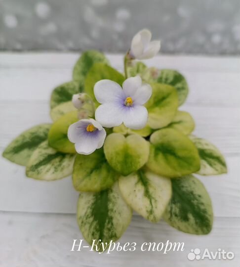 Сортовые фиалки