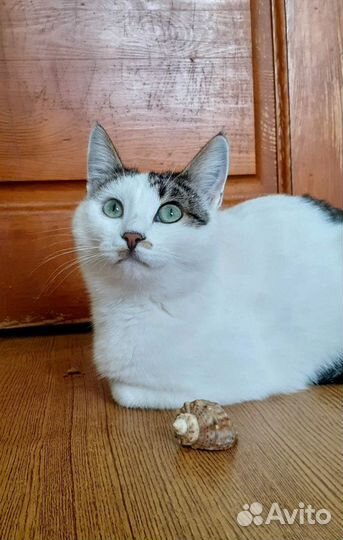 Белочка в поиске хозяев