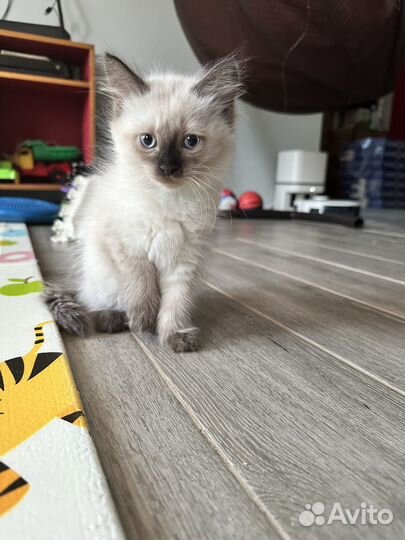 Невская маскарадная кошечка