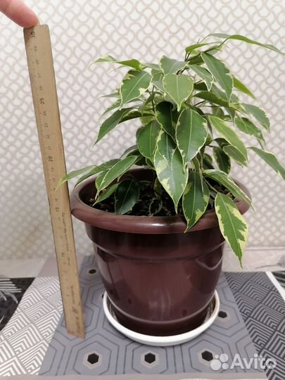 Фикус бенджамина