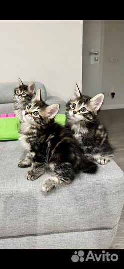Котята курильского бобтейла