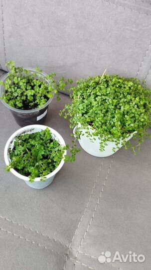 Гелксина (солейролия)