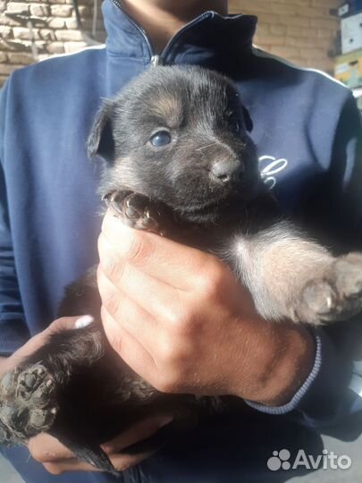 Щенки немецкой овчарки