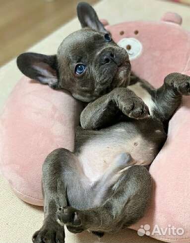 Французский бульдог щенки