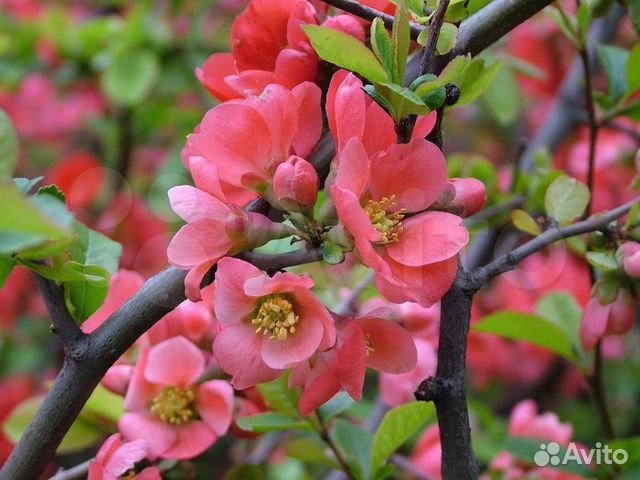 Цветущие кустарники