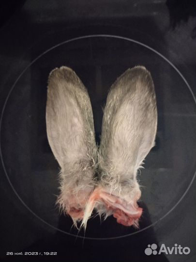 Кроличьи уши - лакомство для собак