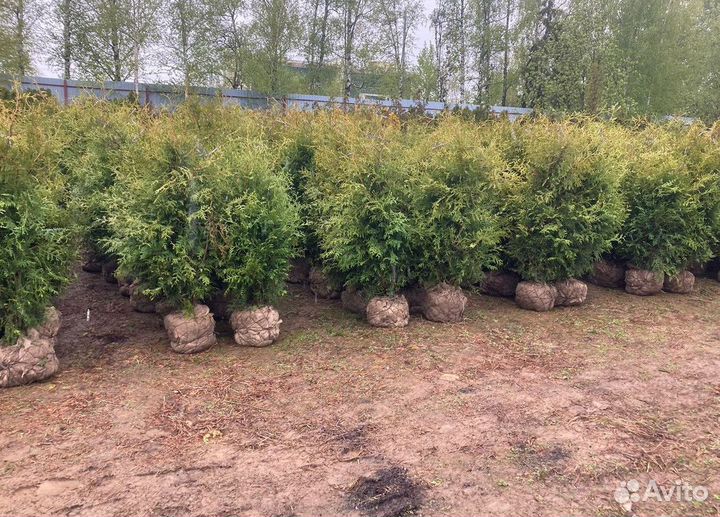Туя Брабант из питомника