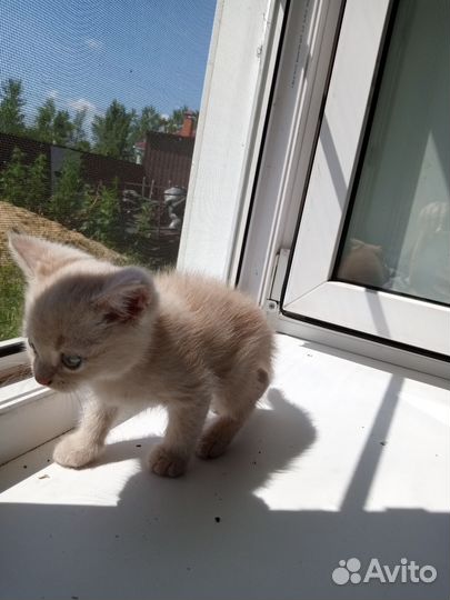 Кошки в добрые руки