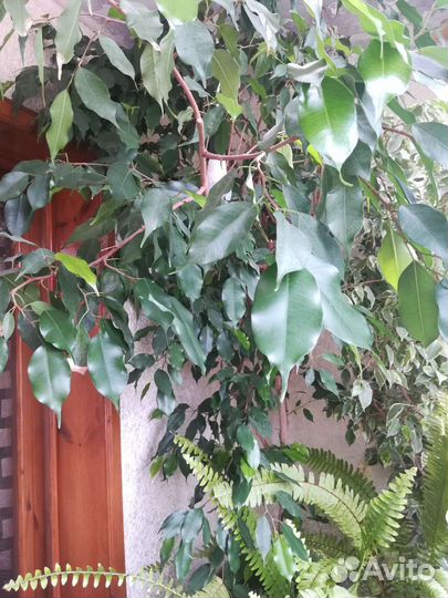 Фикус Бенджамина