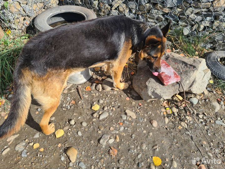 Фарш для собак