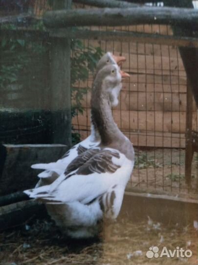 Тулузские гуси