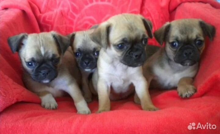 Щенки чихуахуа мопс чопс