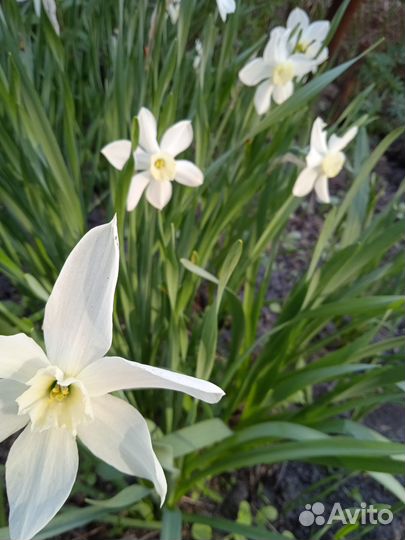 Луковицы нарциссов