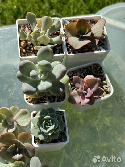 Набор суккулентов