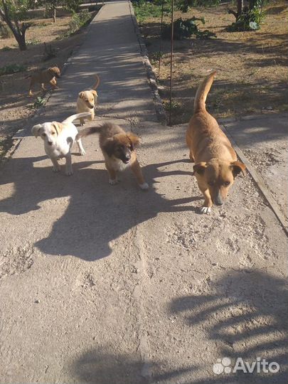 Щенки