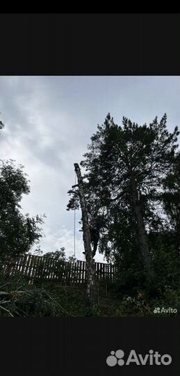 Спил деревьев