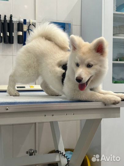 Аренда собаки: Прогулки