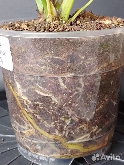 Монстера крем брюле