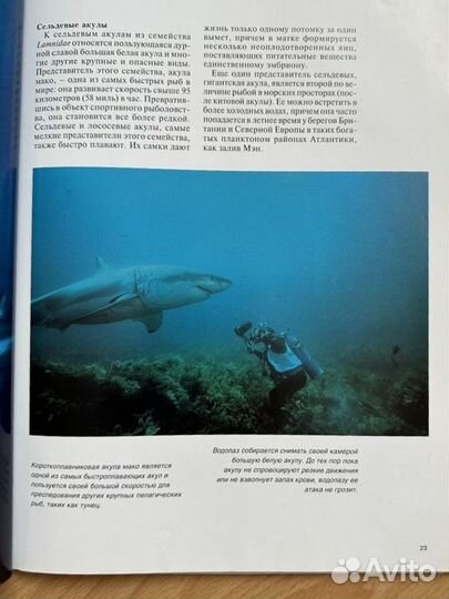Эндрю Клив Акулы Мир животных