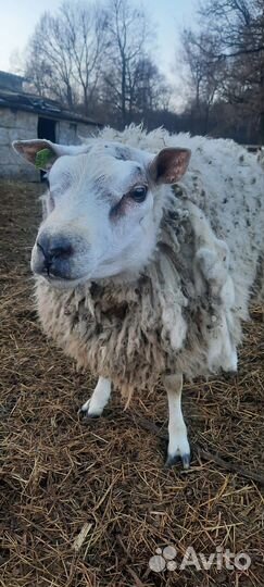 Овцы (ягнята) ташлинская порода и порода тексель