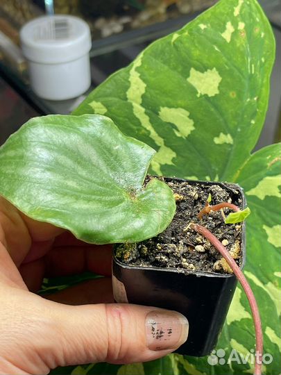 Пеперомия арбузная