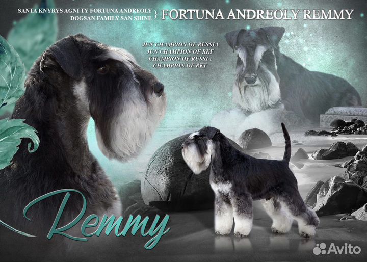 Цвергшнауцер