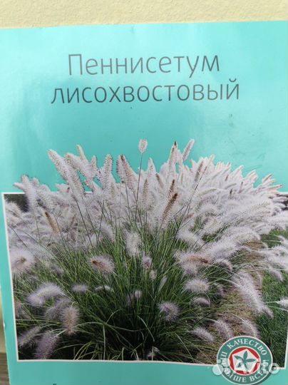 Пеннисетум лисохвостовый