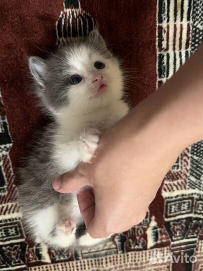 Вислоухий котенок