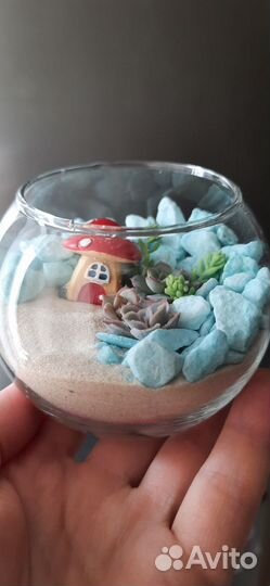 Флорариум суккуленты