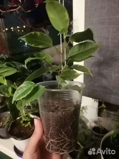 Фикус бенджамина